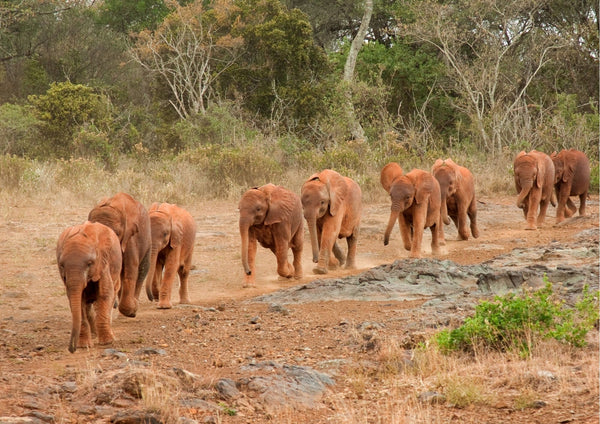 How Bees Are Saving Elephants