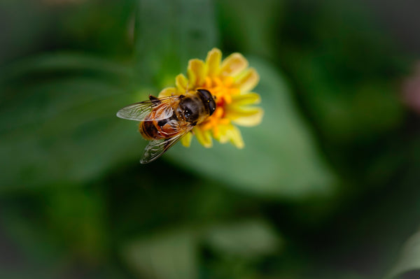 15 Facts About Honeybees
