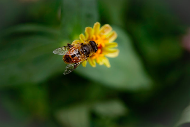 15 Facts About Honeybees